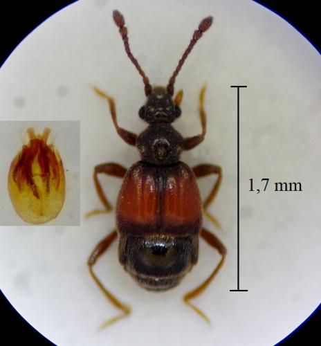 Brachygluta pandellei